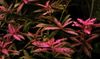 roșu Plantă Acvariu Hygrophila Pitic fotografie 