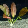 punane Akvaariumi Taimede Echinodorus Horemanii foto 