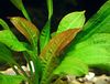 қызғылт өсімдіктер Echinodorus Сүйір фото 