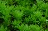 grøn Akvarium Plante Hart Tunge Timian Mos foto (Mosser)