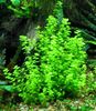 Grün Pflanze Micranthemum Umbrosum foto 
