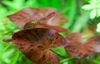 коричневый Растение Нимфея (Кувшинка тигровая) фото 