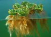Vihreä akvaario kasvi Vesi Salaattia kuva 