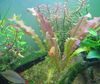 红 水族馆植物 波浪一柄利剑厂房，竖起水蕹科 照片 