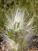 пустельний кактус Аустроціліндропунція
