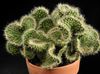 красный Комнатное растение Аустроцилиндропунция фото (Кактус Пустынный)