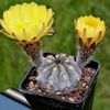 gul Växt Acanthocalycium foto (Ödslig Kaktus)