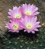 粉红色 卉 Acanthocalycium 照片 (沙漠中的仙人掌)