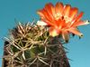 apelsin Växt Acanthocalycium foto (Ödslig Kaktus)
