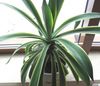 branco Planta da Casa American Century Plant, Pita, Spiked Aloe foto (Suculento)