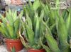 vit  American Century Växt, Pitabröd, Spetsiga Aloe foto (Suckulenter)