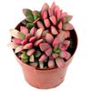 pink Plante Anacampseros foto (Saftige)