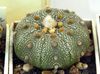geel Plant Astrophytum foto (Woestijn Cactus)