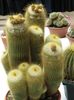 უდაბნოში კაქტუსი ბურთი Cactus