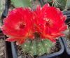 raudonas augalas Kamuolys Kaktusas nuotrauka 
