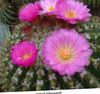 ružičasta Biljka Lopta Kaktus foto 