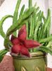 rdeča Rastlina Črna Rastlina, Zvezde Cvet, Morska Zvezda Cactus fotografija (Sukulenti)