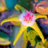 жълт  Мърша Растение, Морски Звезди Цвете, Морски Звезди Кактус снимка (Сукуленти)