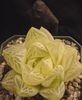 білий Рослина Хавортія фото (Суккулент)