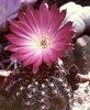 Cactus En Torchis