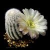 თეთრი ქარხანა Cob Cactus ფოტო (უდაბნოში კაქტუსი)