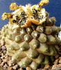 geel Plant Copiapoa foto (Woestijn Cactus)