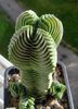 бео Биљка Црассула фотографија (Сукуленти)