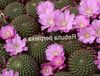 lila Rastlina Krona Kaktus fotografija 