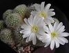 baltas Crown Kaktusas