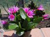 rosa Planta da Casa Drunkards Dream foto (Cactus Madeira)