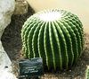 pouštní kaktus Orli Dráp