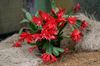 красный Растение Рипсалидопсис фото (Кактус Лесной)