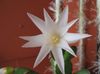 biały Roślina Rhipsalidopsis zdjęcie (Leśny Kaktus)