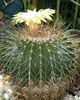 hvítur Stofublóm Eriocactus mynd (Eyðimörk Kaktus)