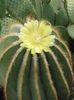 žlutý Pokojová rostlina Eriocactus fotografie (Pouštní Kaktus)