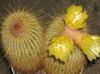 сары Үй Өсімдіктер Eriocactus фото (Кактус Шөл)