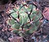 růžový Rostlina Eriosyce fotografie (Pouštní Kaktus)