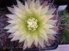 bílá Rostlina Eriosyce fotografie (Pouštní Kaktus)