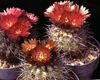 црвено Биљка Ериосице фотографија (Пустињски Кактус)