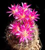 rožinis augalas Eriosyce nuotrauka (Dykuma Kaktusas)