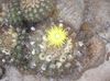 dzeltens Augs Eriosyce foto (Tuksnesis Kaktuss)