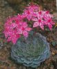 pink Plant Ghost Plant, Mother-of-Pearl Plant photo (Succulent)