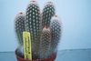 alb Planta Haageocereus fotografie (Desert Cactus)