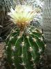 žlutý Pokojová rostlina Hamatocactus fotografie (Pouštní Kaktus)