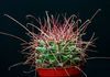 žlutý Pokojová rostlina Hamatocactus fotografie (Pouštní Kaktus)