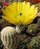 Siili Kaktus, Pitsi Kaktus, Sateenkaari Kaktus