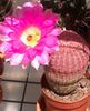ružičasta Saksiji Biljka Jež Kaktus, Čipka Kaktus, Duga Kaktus foto 