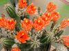 oranje Kamerplanten Egel Cactus, Kant Cactus, Regenboog Cactus foto 