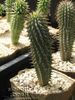 пустињски кактус Хоодиа