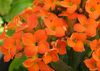 oranžový Rastlina Kalanchoe fotografie (Sukulenty)
